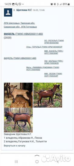 Вязка Чешский козел