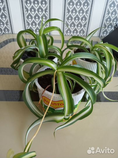 Хлорофитум кудрявый (Бони)