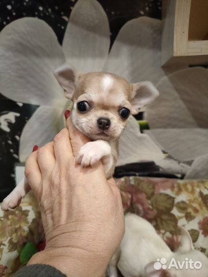 Принцесса мини