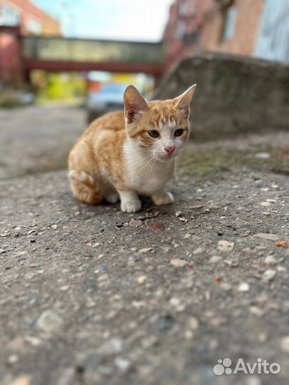 Котята в добрые руки