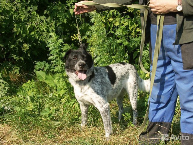 Степан - метис курцхаара из приюта в дар