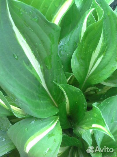 Хоста медиовариегата