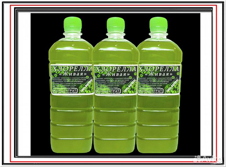 Живая Хлорелла (концентрат) 1 литр - эликсир жизни