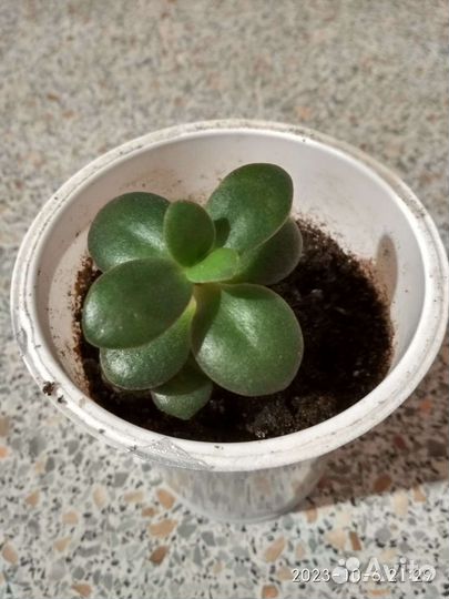 Толстянка,денежное дерево