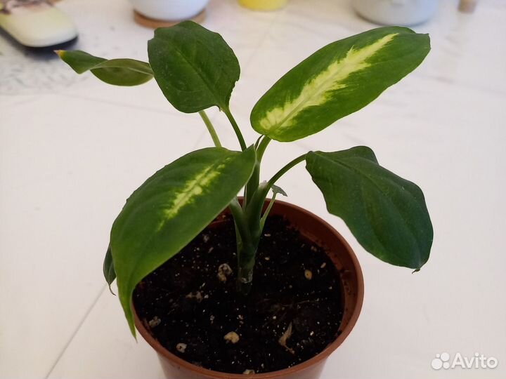 Диффенбахия