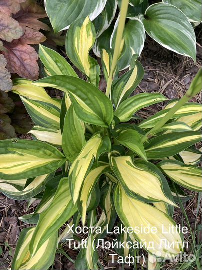 Хосты сортовые