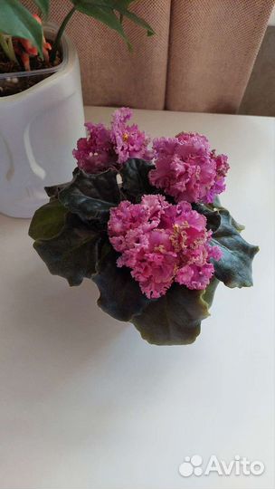 Набор черенков фиалочек и цветущие