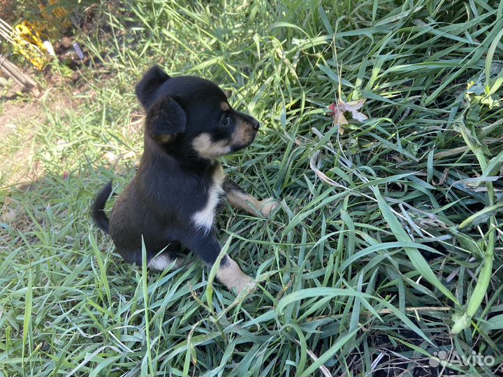 Щенки Той-терьера