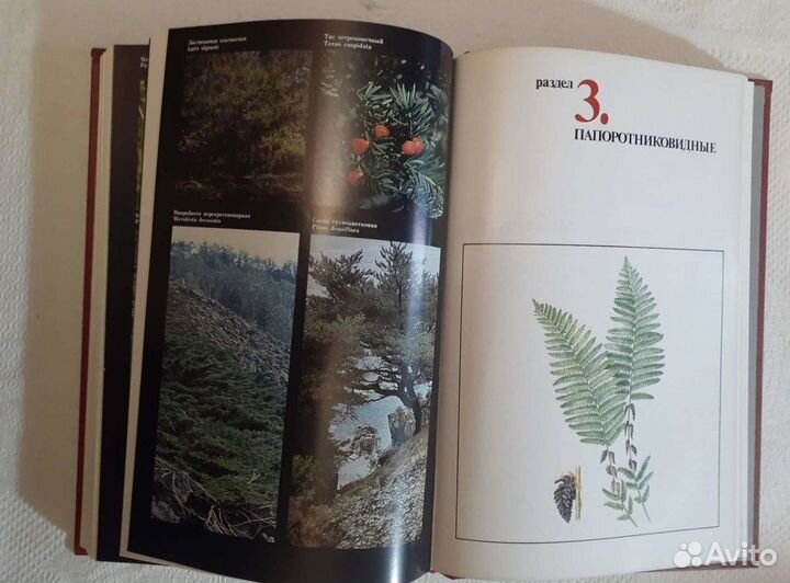 Красная книга РСФСР растения