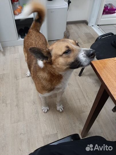 Собака в добрые руки