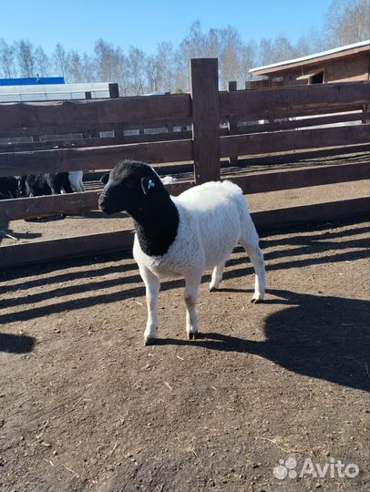 Баранчики дорпер