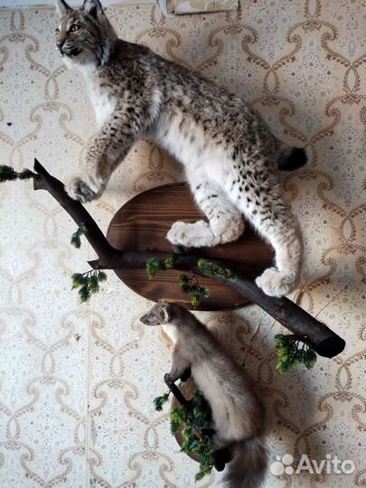 Выделка шкур, таксидермия и пошив меховых изделий