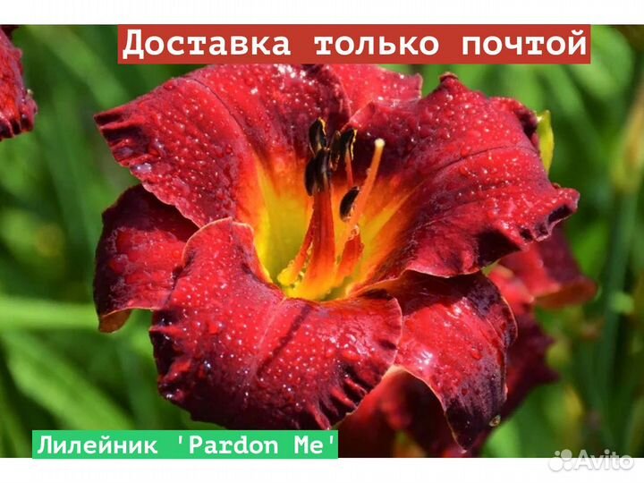 Лилейник Pardon Me