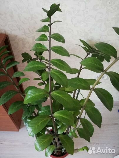 Замиокулькас