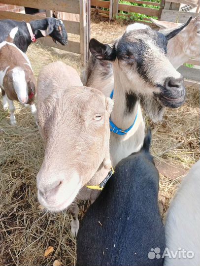 Молоко козье