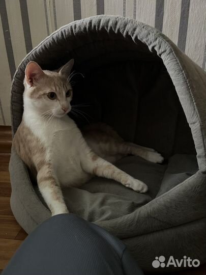 Отдам кота в добрые руки