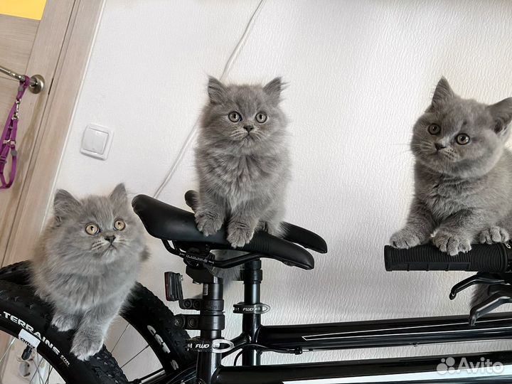 Британские котята