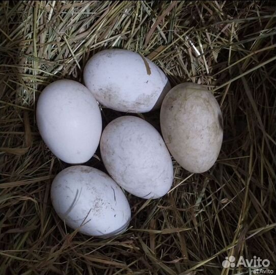 Яйцо гусиное