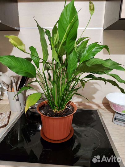 Спатифиллум