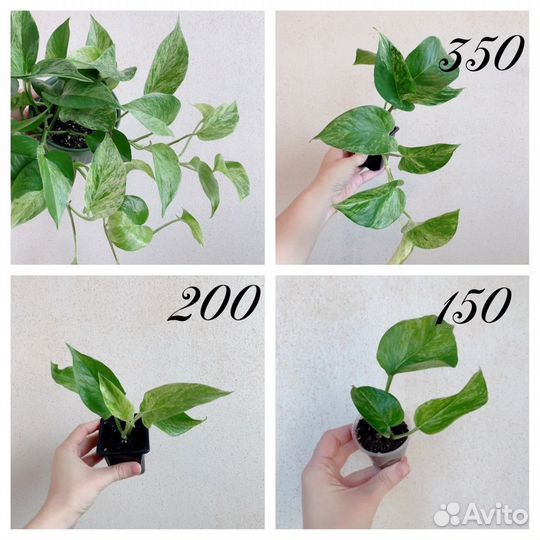 Сциндапсус эпипремнум