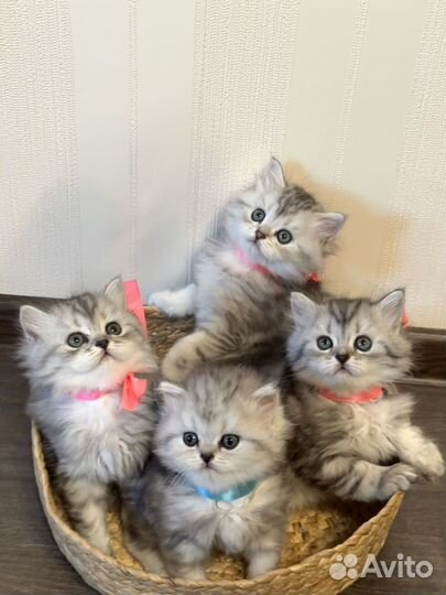 Котята персидской шиншиллы