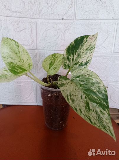 Цветы домашние