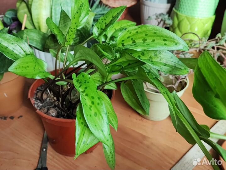 Сансевиерия, аихризон, дримиопсис