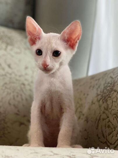 Кошки петерболд