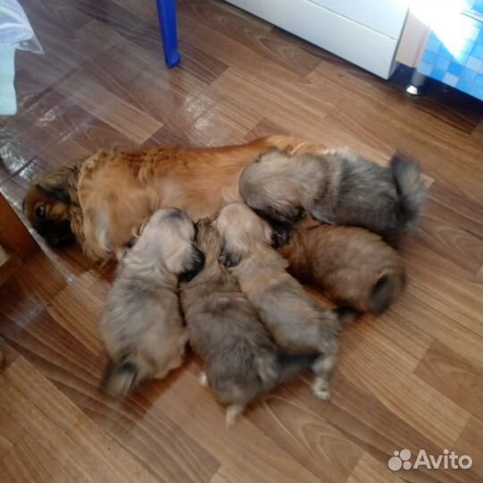 Пекинес щеночек