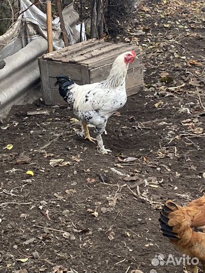 Домашные петухи