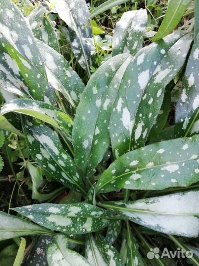 Садовые многолетние цветы