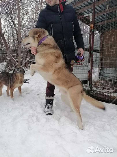 Хан ищет дом