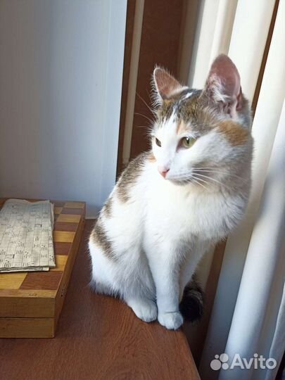 Кошка ищет дом