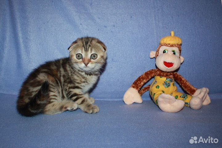 Вязка с вислоухим шотландцем