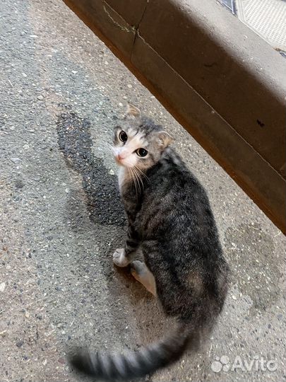 Вислоухий британец кот