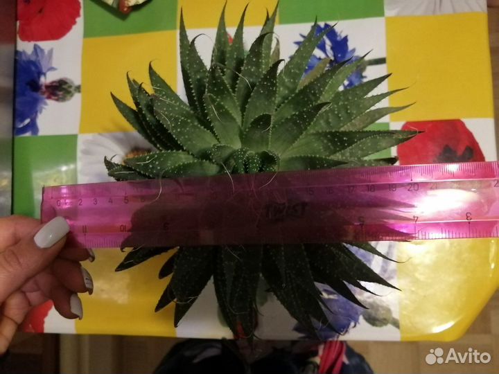 Алоэ, кактусы, суккуленты