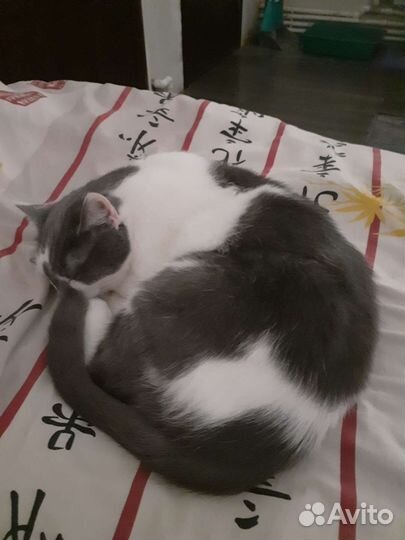 Передержка собак и кошек