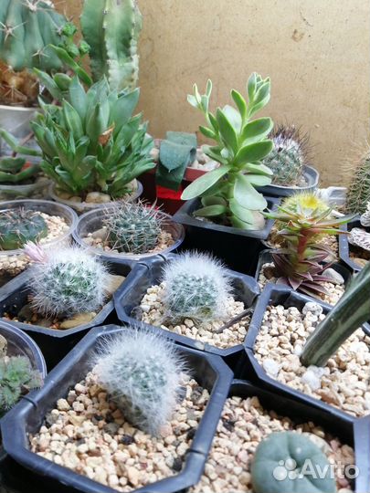 Кактусы и суккуленты в павильончике