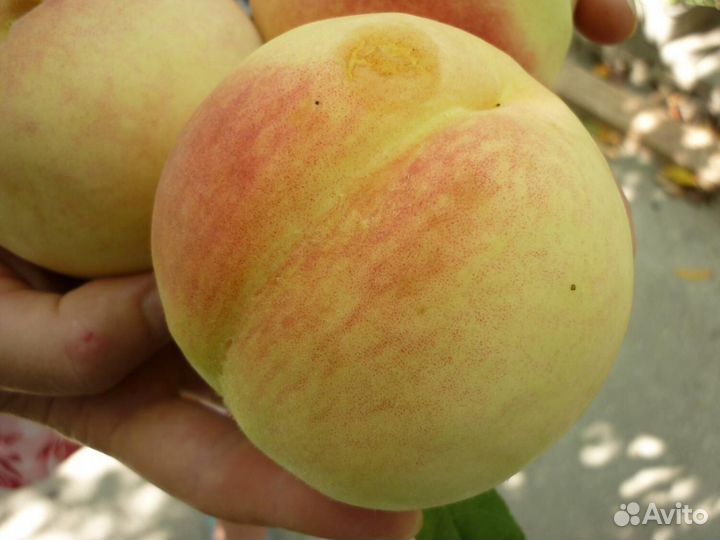 Саженцы персика Турист