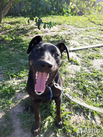 Невероятный Космос ищет дом