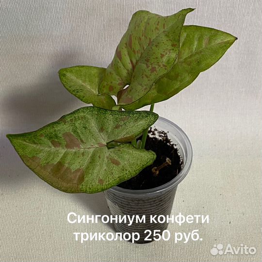 Сингониумы