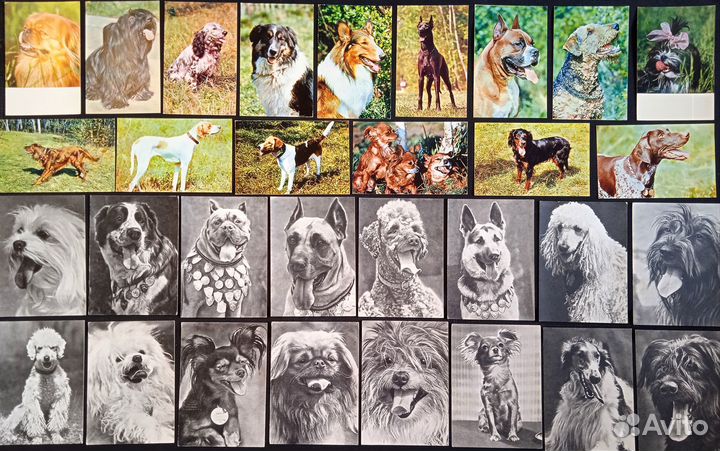 Старые открытки СССР / Мир животных