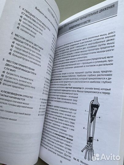 «Анатомия мышц» В.И. Козлов, О.А. Гурова