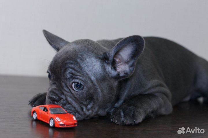 Французский бульдог