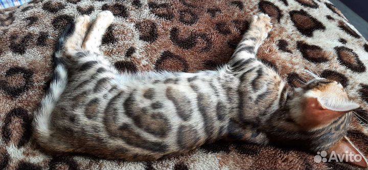 Бенгальская кошка