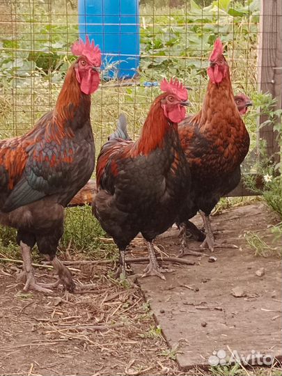 Породные петухи Мараны