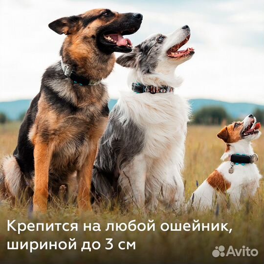 GPS трекер на собак