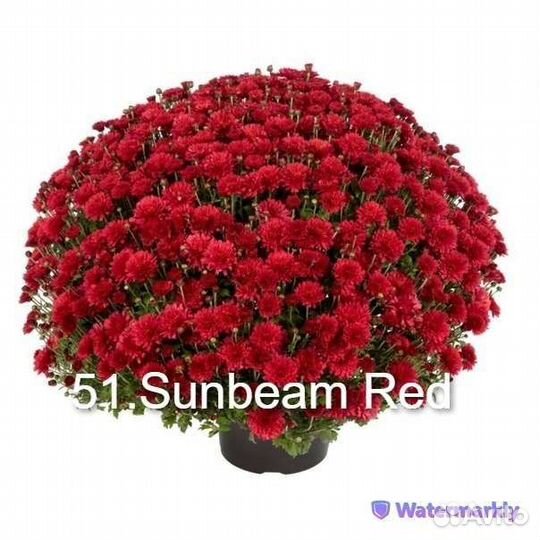 Хризантемы мультифлора