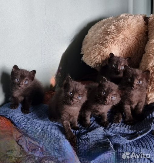 Отдам котят