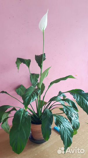 Спатифиллум